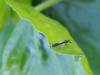 59676 – Photo : Zogrot – France (59)
