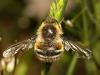 59993 – Photo : Vincent Derreumaux – France (84)