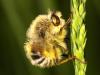 59994 – Photo : Vincent Derreumaux – France (84)