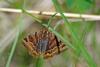 59256 – Photo : Bernard DELEFOSSE – France (26)