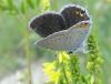 59473 – Photo : Arnaud Jean-Pierre – France (66)