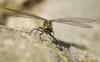 59649 – Photo : V. Romera – France (66)