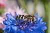 59207 – Photo : David Defoort – France (33)