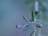 59143 – Photo : Simon Labonne – France (34)