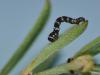 59047 – Photo : Simon Labonne – France (34)