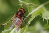 59545 – Photo : Marc Solari – France (68)