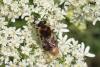59808 – Photo : Denis Keith – France (28)