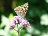 59177 – Photo : Barrie Yorke – France (31)