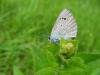 59066 – Photo : Francois Griffault – France (38)
