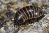 59381 – Photo : Robert Henno – France (84)