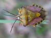 59821 – Photo : Bernadette Cassel – France (06)