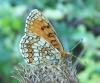 59466 – Photo : Olivier JARRY – France (46)