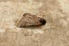 59947 – Photo : Vecho – France (85)