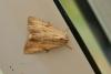 59946 – Photo : Vecho – France (85)
