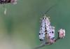 59082 – Photo : patrick derennes – France (91)