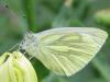 59280 – Photo : Druet Nicole – Belgique