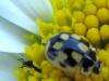 59646 – Photo : Druet Nicole – Belgique