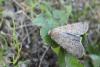59013 – Photo : Denis Vandromme – France (36)