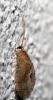 59691 – Photo : Anonyme – Portugal