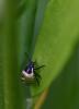 59323 – Photo : Philippe RAYNEAU – France (49)