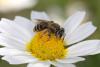 59519 – Photo : eudemis – France (33)