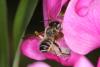 59228 – Photo : eudemis – France (33)