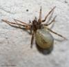 59681 – Photo : Bernard VENEAU – France (41)