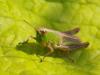 59341 – Photo : Bruno TUNE – France (95)