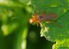 59342 – Photo : Bruno TUNE – France (95)