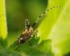 59386 – Photo : Bruno TUNE – France (95)