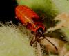 Pyrrhocoris apterus