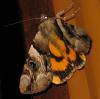 59905 – Photo : Axel Dehalleux – France (89)