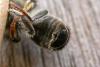 59774 – Photo : Philippe Vanmeerbeeck – Belgique