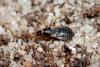 59820 – Photo : Sebastien Damoiseau – France (18)