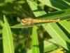 59755 – Photo : Chrystelle Balta – France (13)