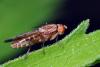 59945 – Photo : Christophe Quintin – France (22)