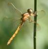 59911 – Photo : camille thomas – France (39)