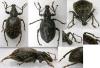 59951 – Photo : Arthropa - Benoit Martha – France (71)