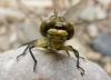 59971 – Photo : Yannick Mourgues – France (48)