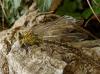 59970 – Photo : Yannick Mourgues – France (48)