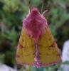 59188 – Photo : C. Fortune – Maroc