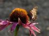 59008 – Photo : Maud Dewaele – Belgique
