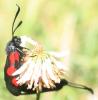 59354 – Photo : David Guedon – France (76)