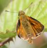 59273 – Photo : David Guedon – France (76)