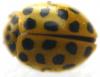 59310 – Photo : David Guedon – France (76)