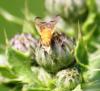 59620 – Photo : David Guedon – France (76)