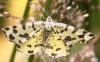 59617 – Photo : David Guedon – France (76)