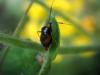 59826 – Photo : Zogrot – France (59)