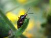 59827 – Photo : Zogrot – France (59)