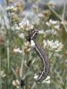 59191 – Photo : Simon Labonne – France (34)